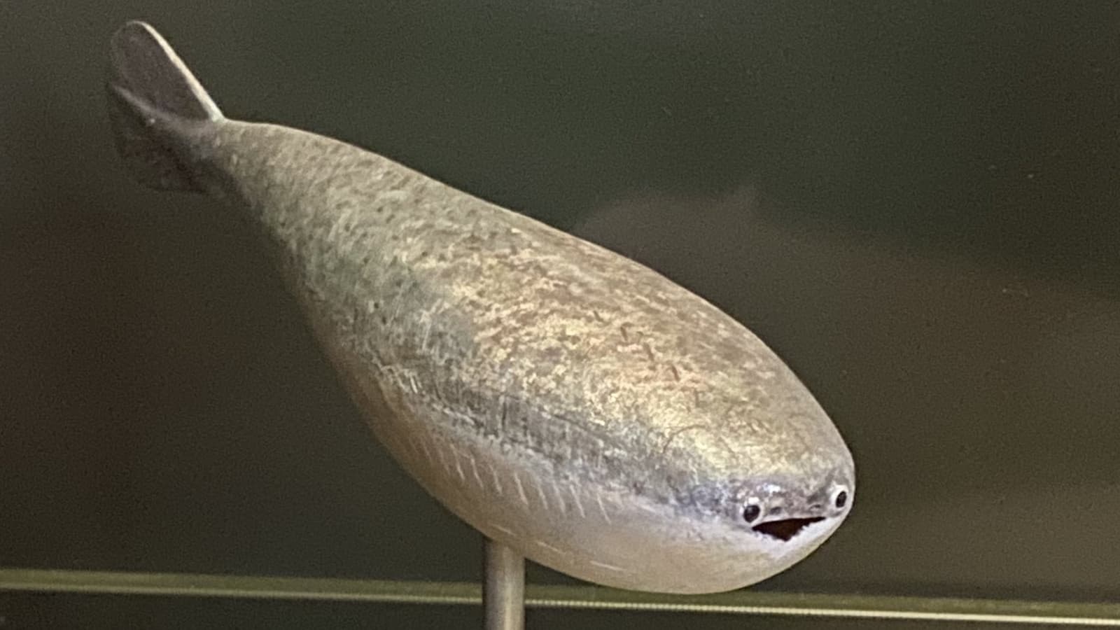 Sacabambaspis meme template - Sacabambaspis