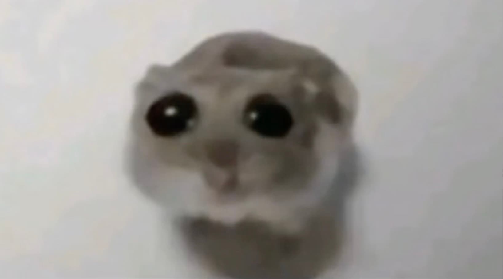 Sad Hamster / Hamster With Big Eyes meme template - Sad Hamster
