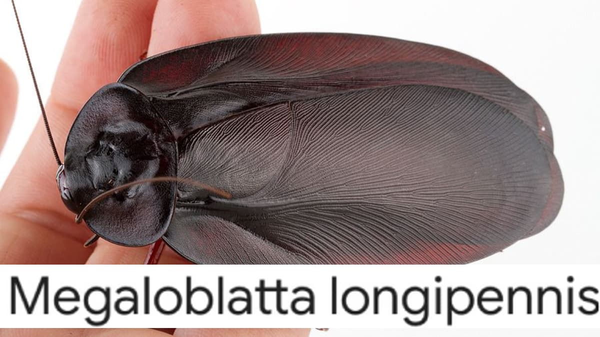 Scientific Name of the Largest Cockroach meme template - Scientific Name of the Largest Cockroach