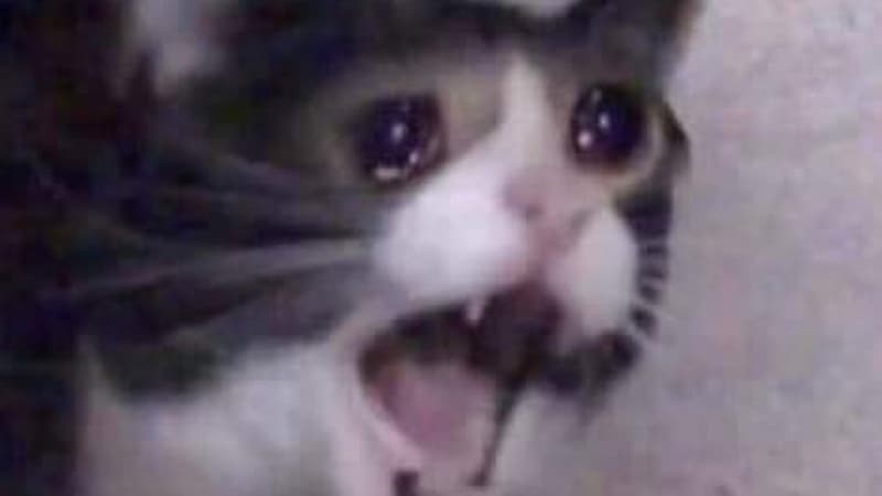 Screaming Cat meme template - Screaming Cat