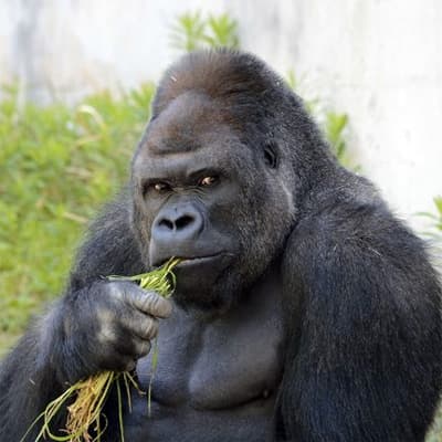 Shabani the Gorilla meme template - Shabani the Gorilla