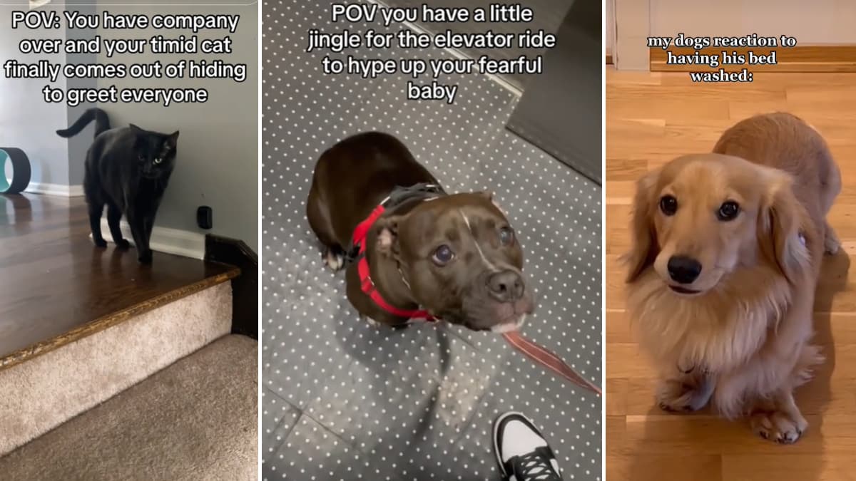 She's So Brave, She's Well Behaved, She Is Not Afraid / Dog Elevator Song meme template - She's So Brave