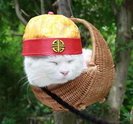 Shironeko / Basket Cat meme template - Shironeko Basket Cat