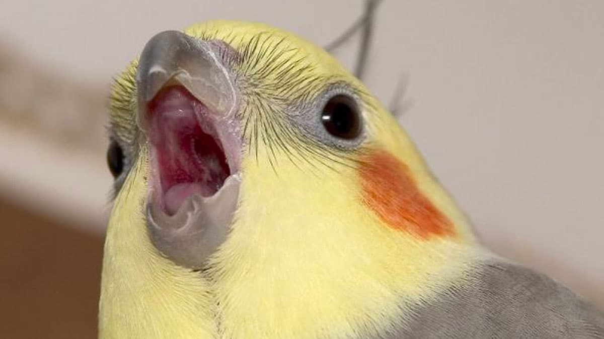 Shock Sites meme template - Shock Sites