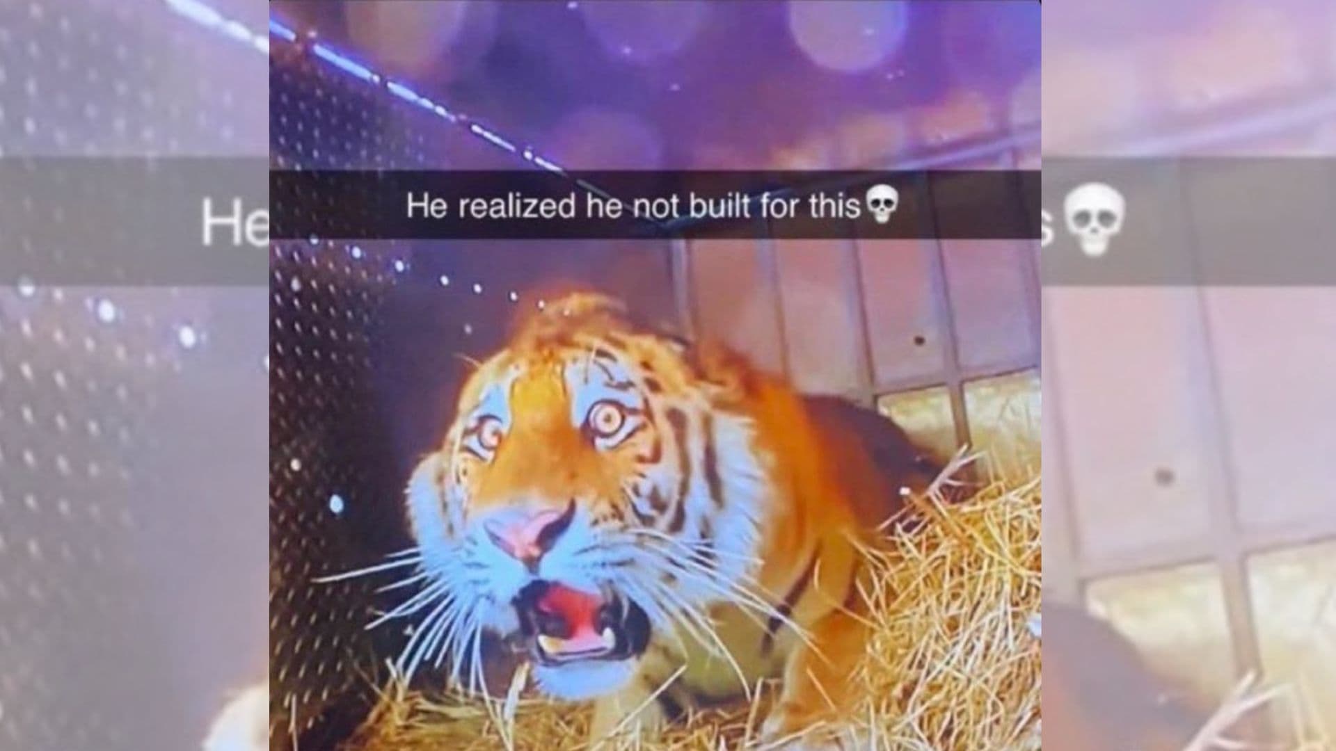 Shocked Tiger / He Realized He Not Built For This meme template - Shocked Tiger