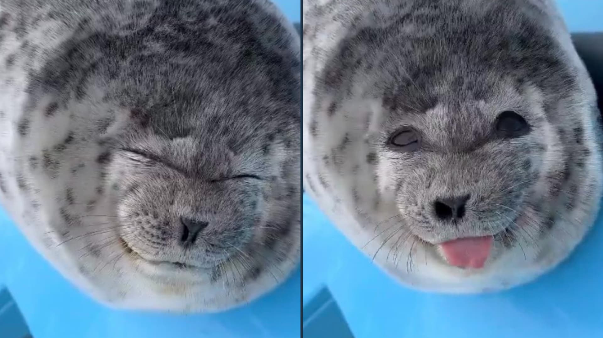 Silly Baby Seal With Tongue Out / Ponsuke-kun meme template - Silly Baby Seal