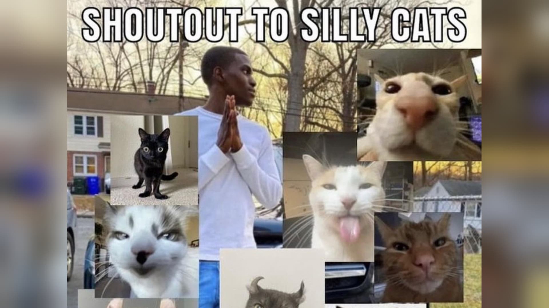 Silly Cats meme template - Silly Cats