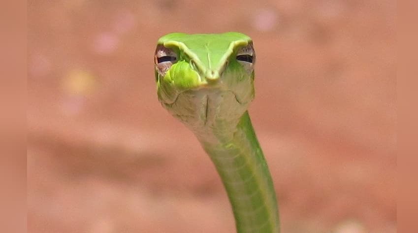 Skeptical Snake meme template - Skeptical Snake