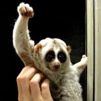 Slow Loris' Victory Pose with UC meme template - Slow Loris Victory Pose