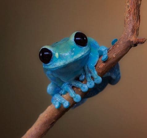 Small Fact Frog meme template - Small Fact Frog