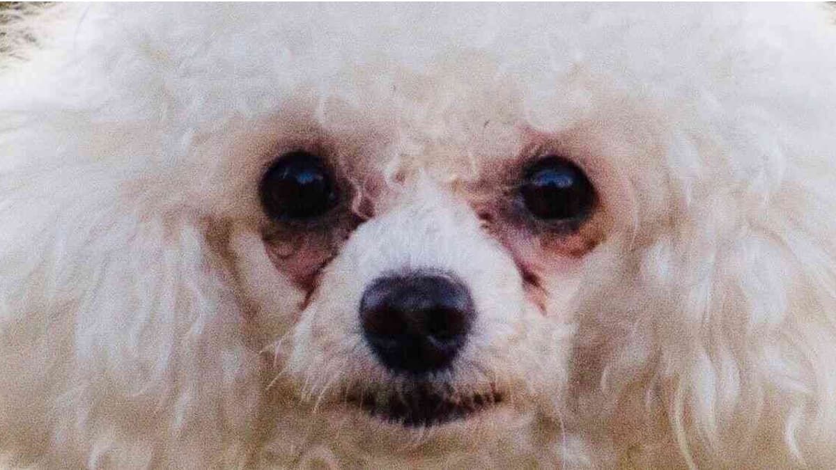 Small White Dogs With Crusty Eyes meme template - Small White Dog