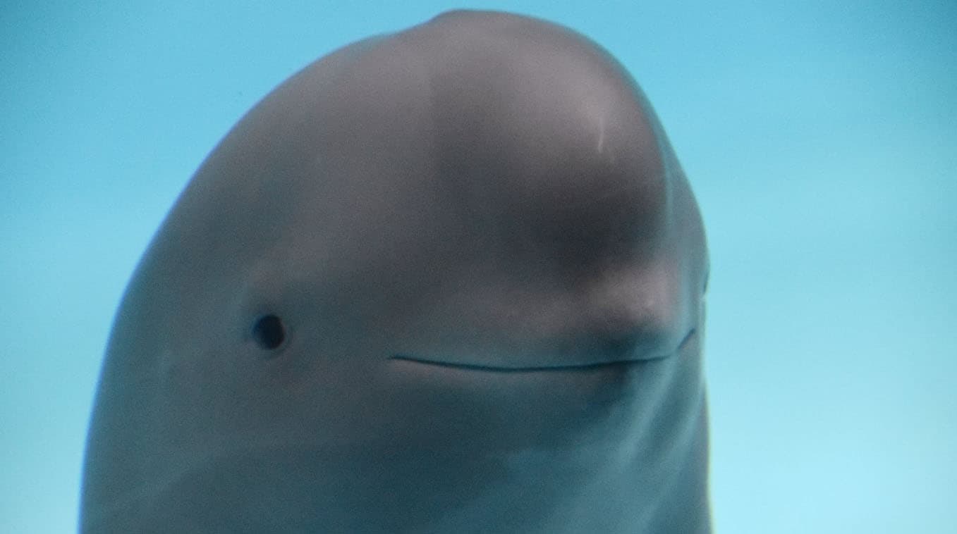 Smiling Dolphin meme template - Smiling Dolphin