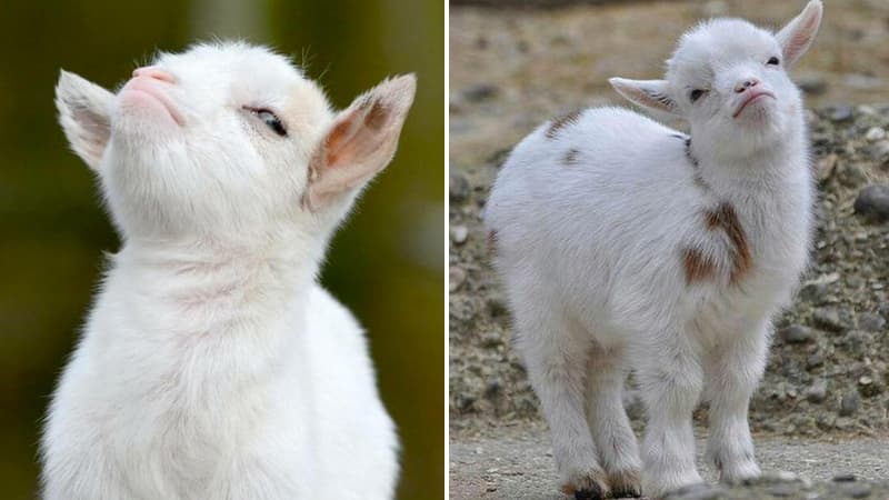 Smug Goat meme template - Smug Goat