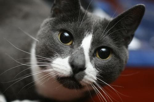 Sockington meme template - Sockington