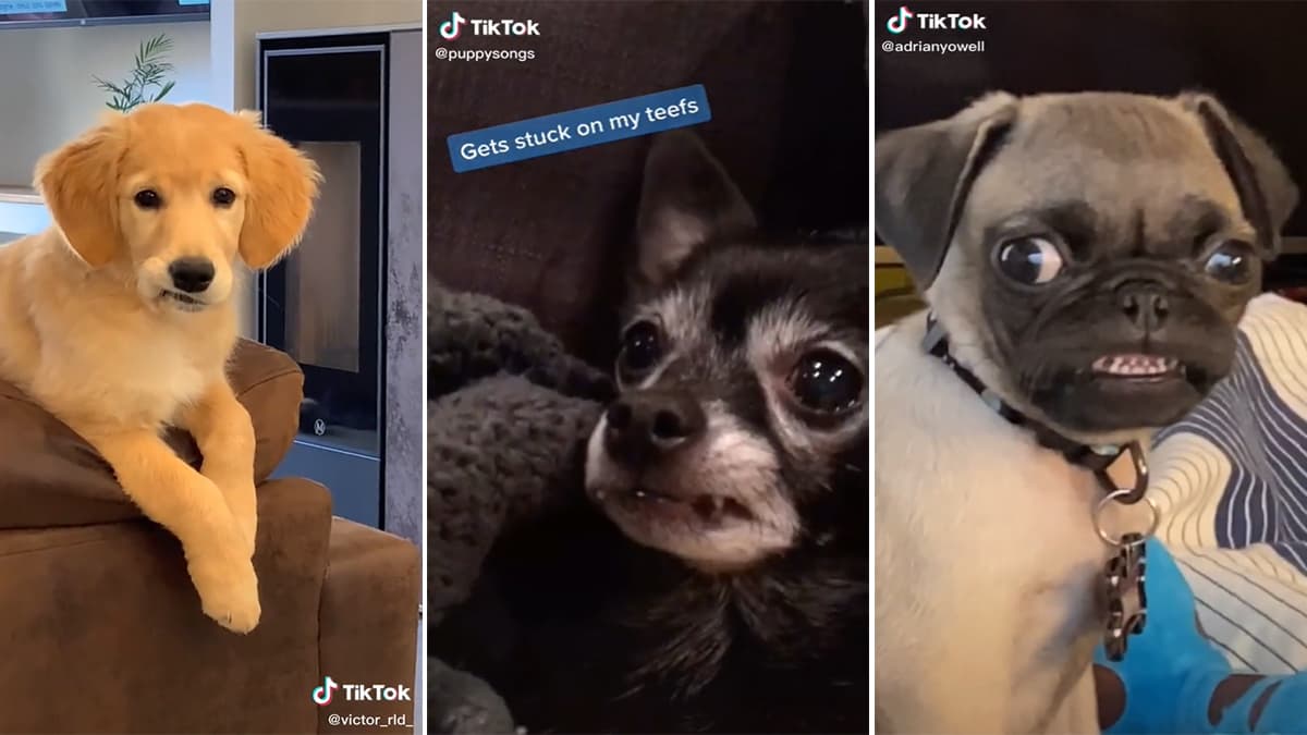 Sometimes My Lip Gets Stuck On My Teefs meme template - Sometimes My Lip Gets Stuck On My Teefs