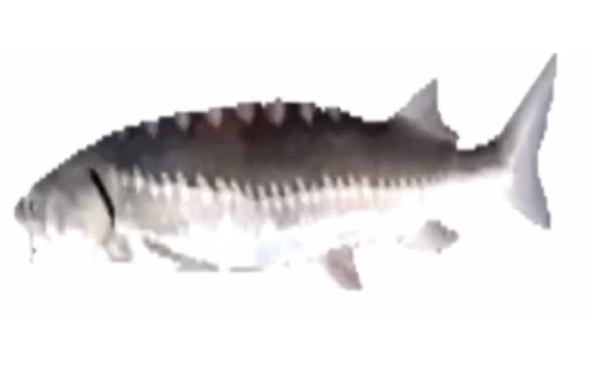 Spinning Fish meme template - Spinning Fish