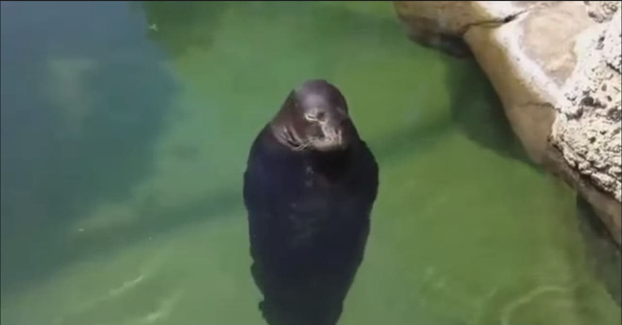 Spinning Seal meme template - Spinning Seal