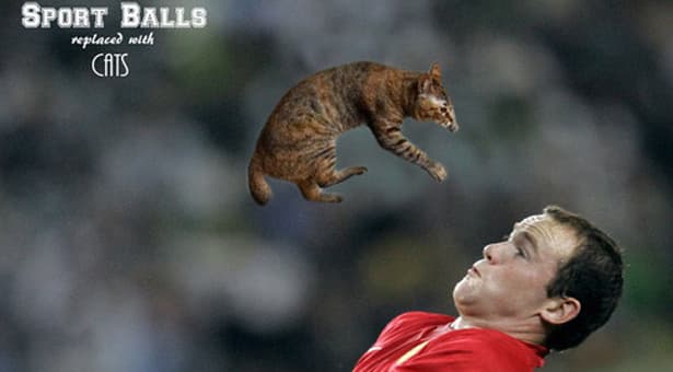 Sports Balls Replaced With Cats meme template - Sports Balls Replaced With Cats