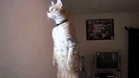 Standing Cat meme template - Standing Cat
