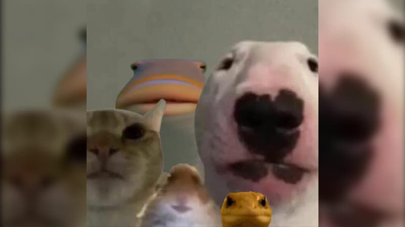 Staring Animals meme template - Staring Animals