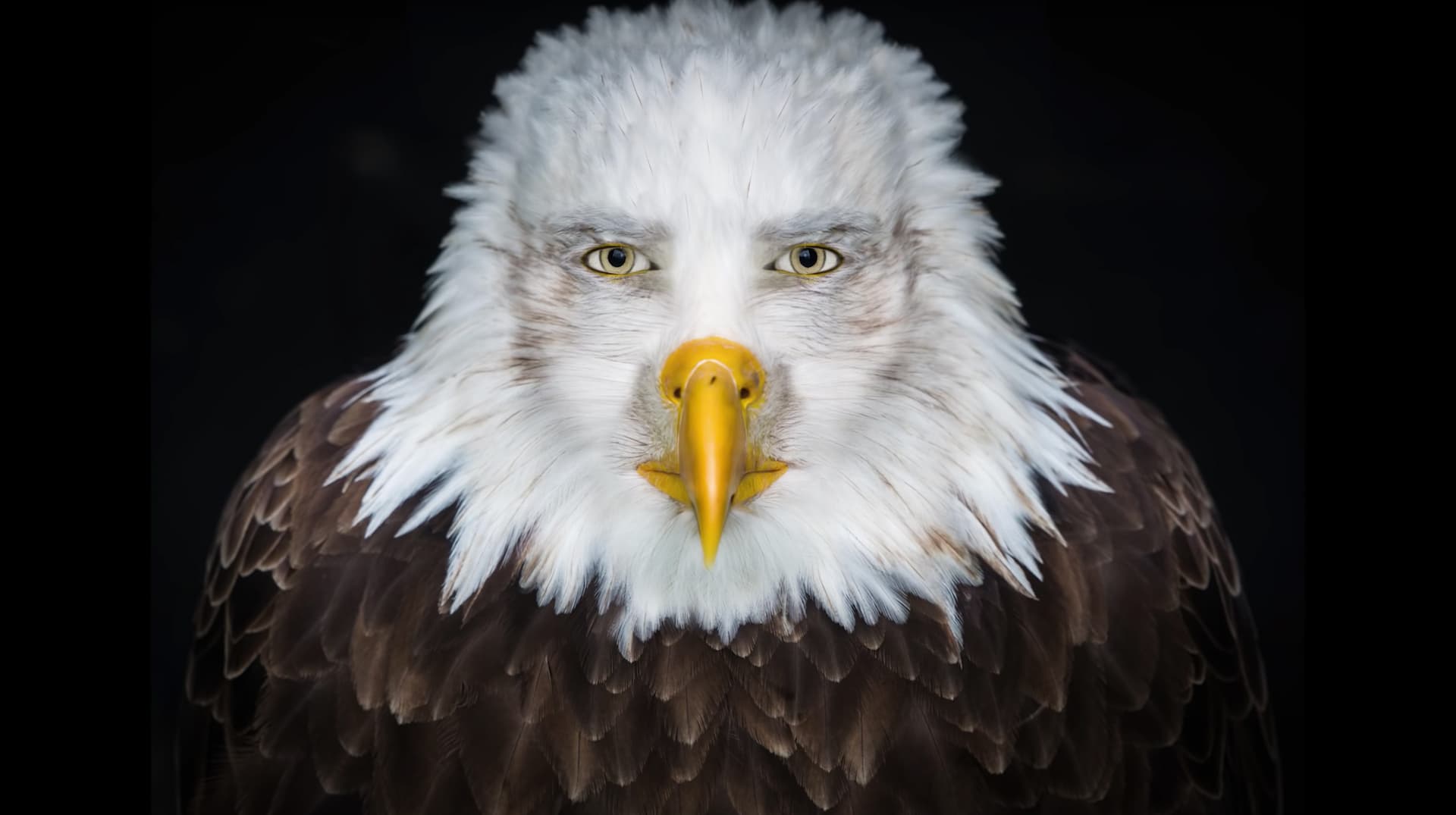 Staring Eagle / Marvin Beak meme template - Staring Eagle