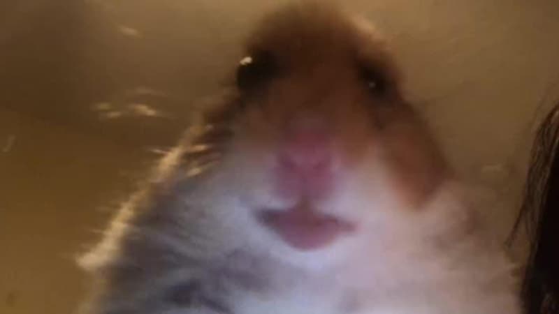 Staring Hamster meme template - Staring Hamster