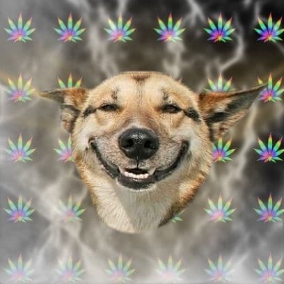 Stoner Dog meme template - Stoner Dog