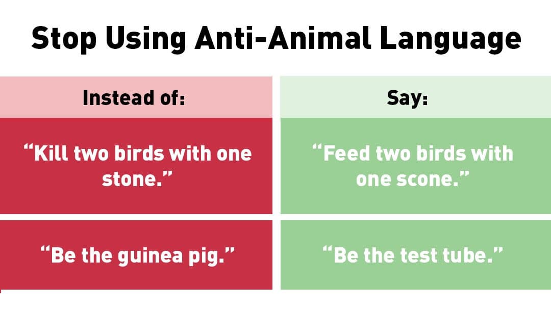 Stop Using Anti-Animal Language meme template - Stop Using Anti-Animal Language