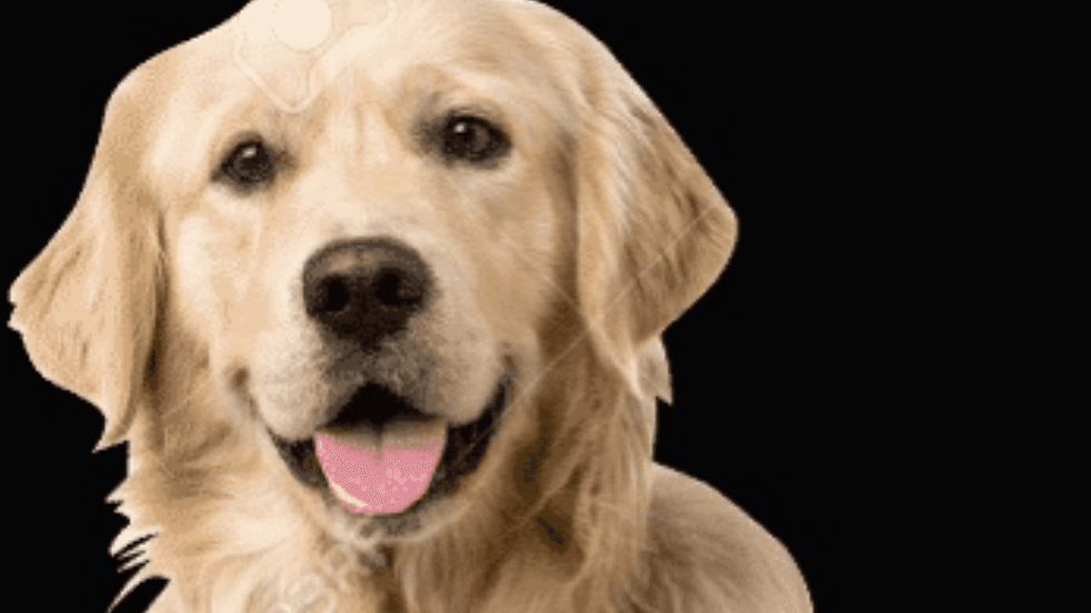 Sunkist the Perfect Dog meme template - Sunkist the Perfect Dog