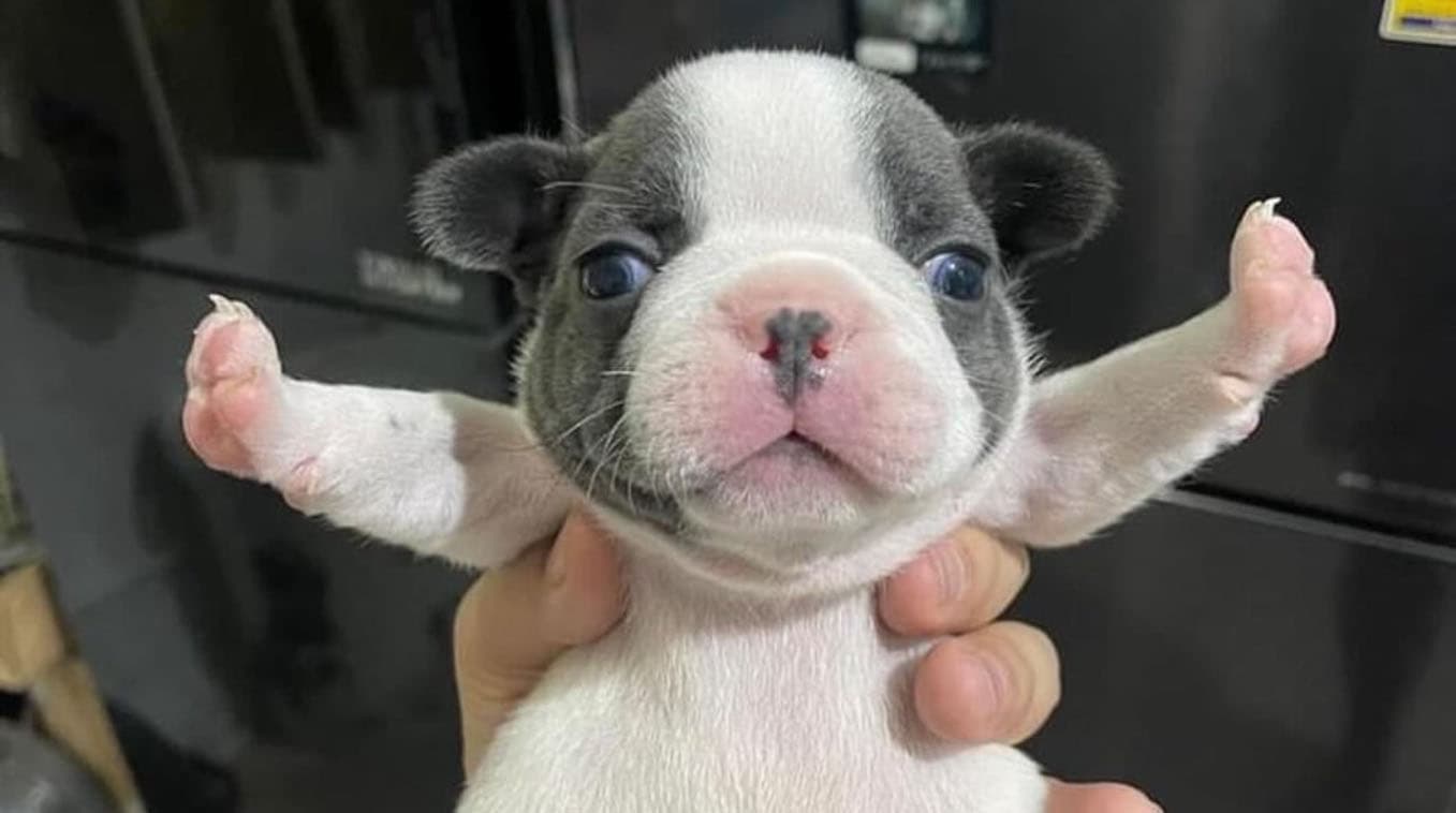 T-Pose Puppy / STOP FIGHTING!!! meme template - T-Pose Puppy