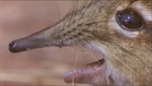 Take A Closer Look At That Snout meme template - Take A Closer Look At That Snout