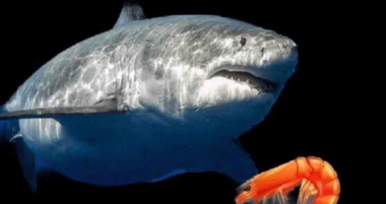 Terry The Fat Shark meme template - Terry The Fat Shark Maker