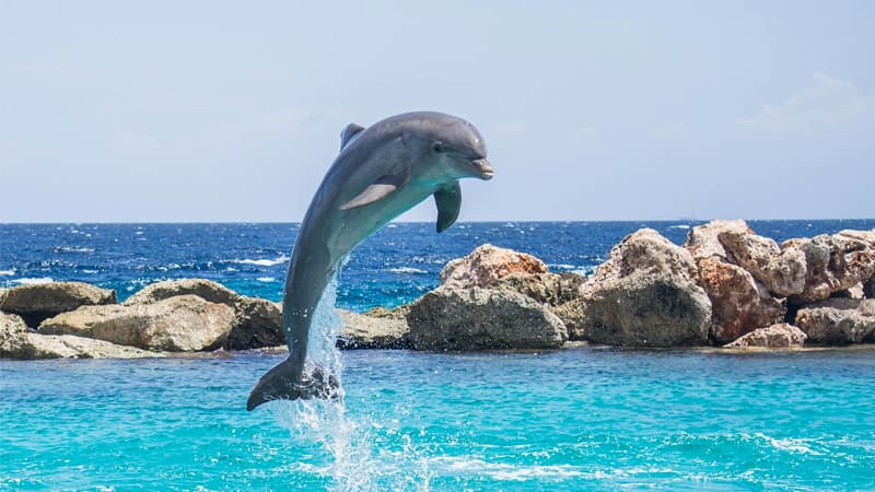 The Dolphins Have Returned to Italy / Nature Is Healing meme template - Nature Is Healing