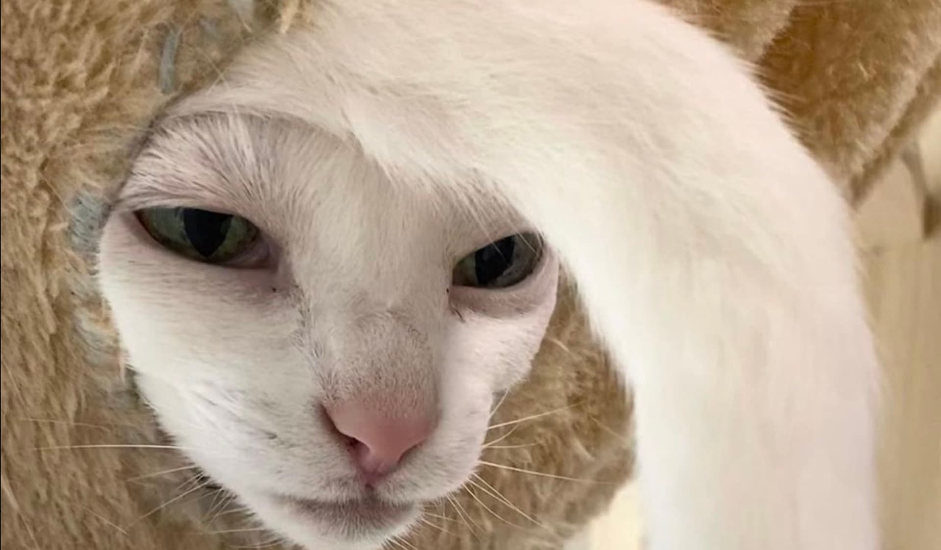 The Nefarious Anglerfish meme template - Nefarious Anglerfish