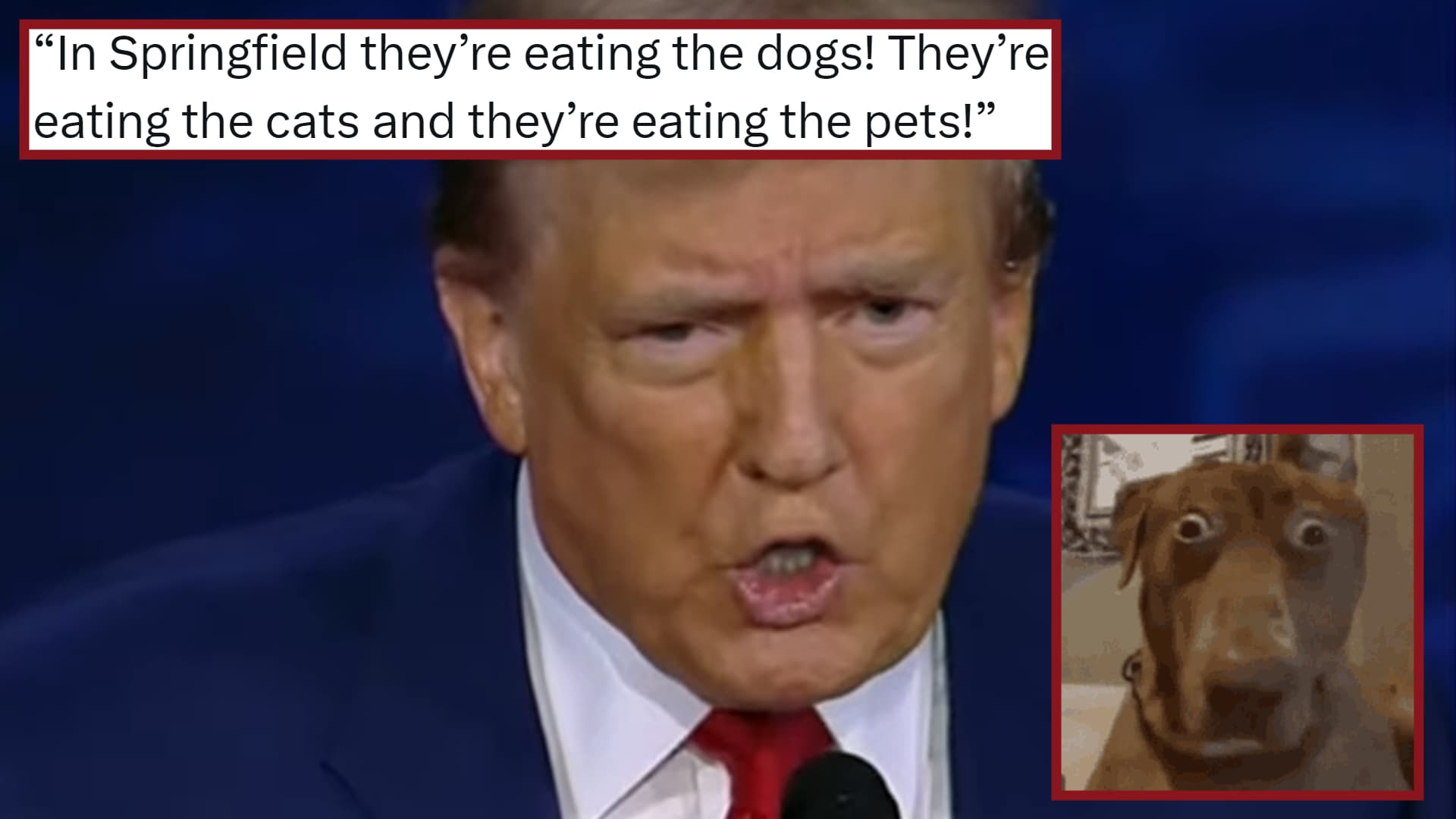 They're Eating the Dogs meme template - They're Eating the Dogs