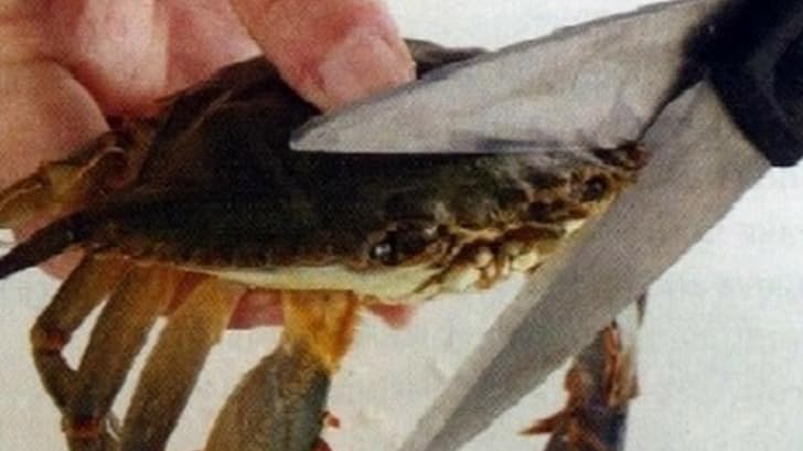 This Kills The Crab meme template - This Kills The Crab