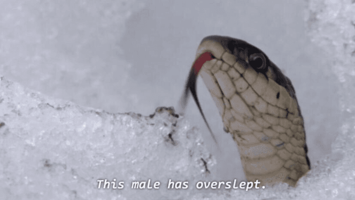 This Male Has Overslept meme template - This Male Has Overslept