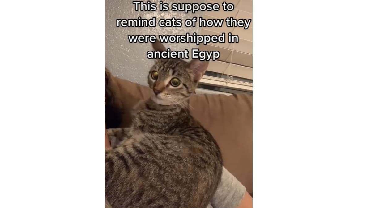 This Sound Reminds Cats They Were Worshipped In Ancient Egypt meme template - Ancient Egypt Cat
