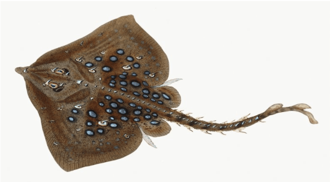 Thornback meme template - Thornback