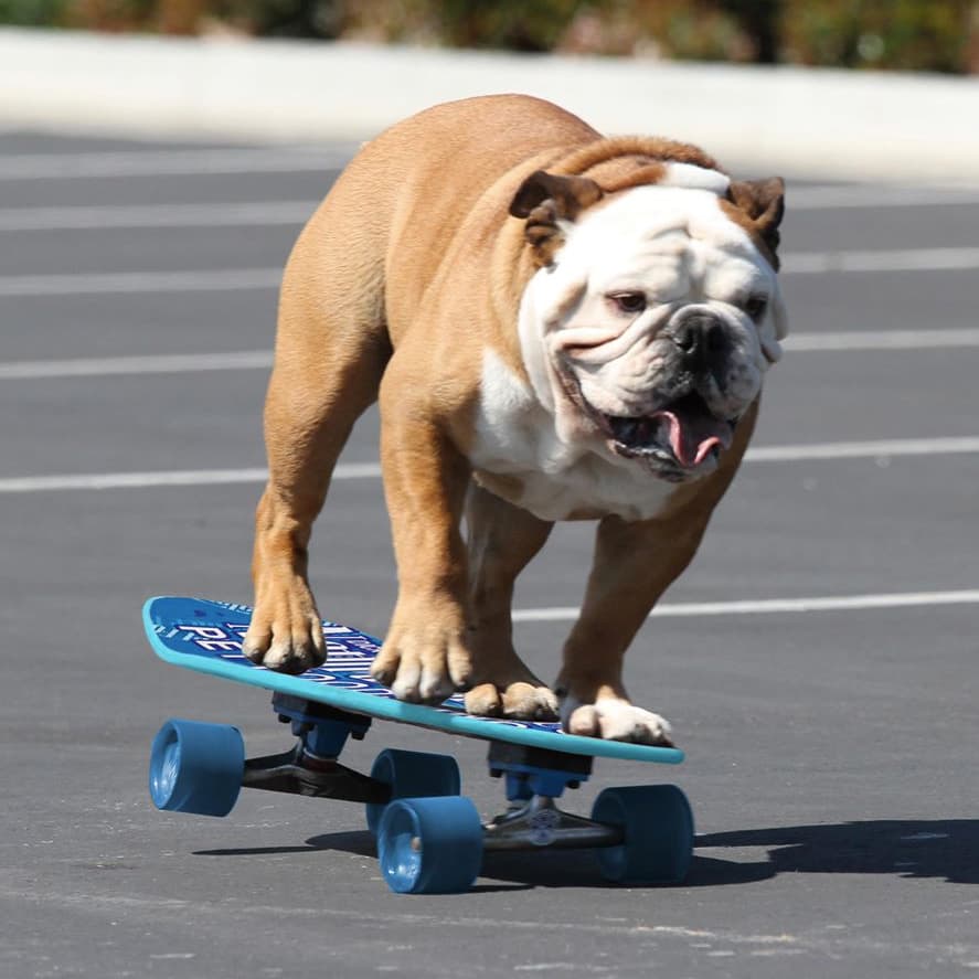 Tillman the Skateboarding Bulldog meme template - Tillman the Skateboarding Bulldog