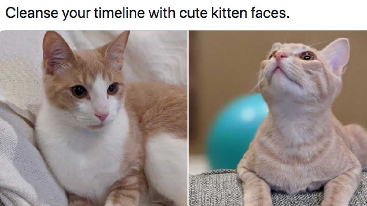 Timeline Cleanse meme template - Timeline Cleanse