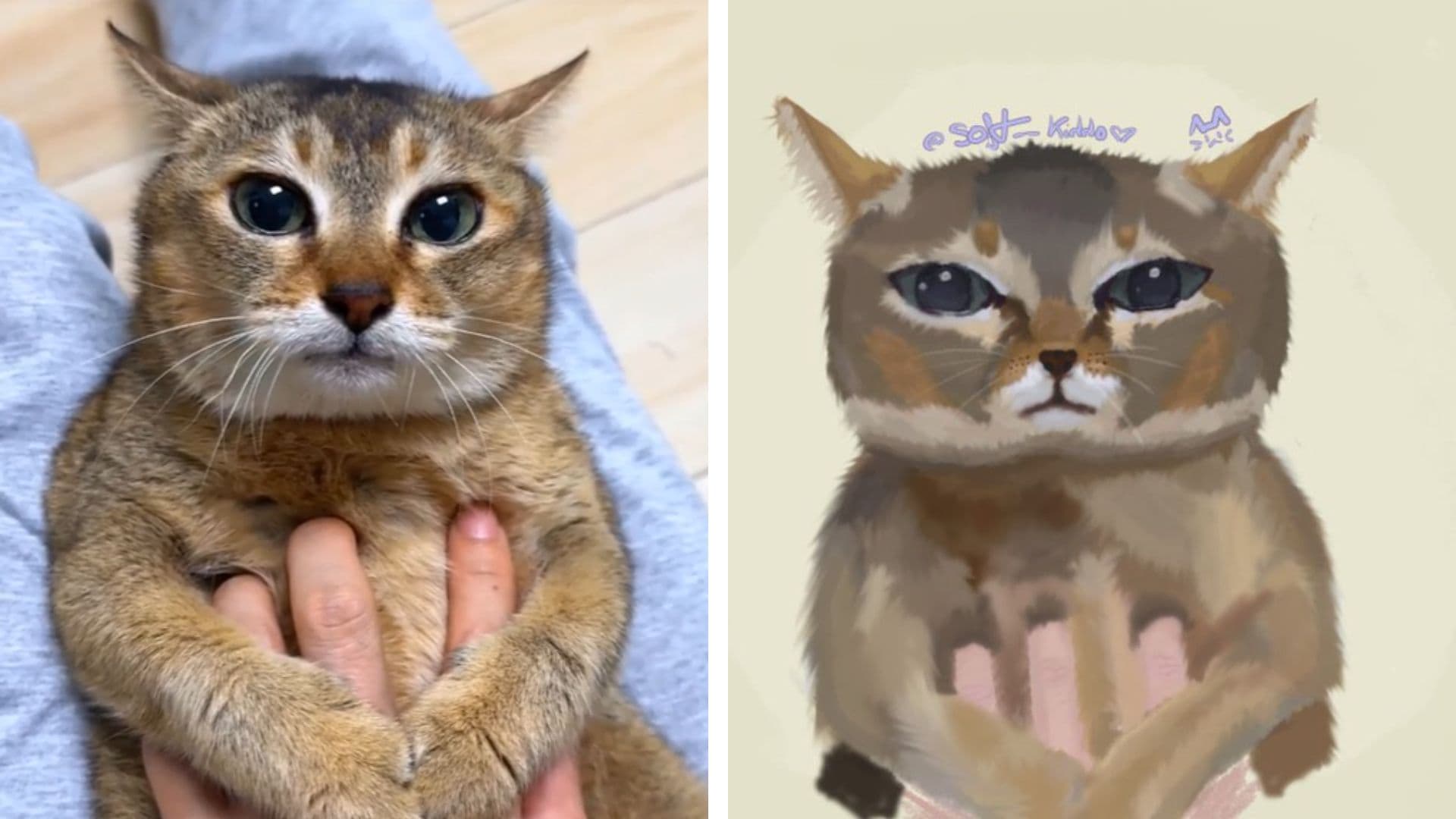 Tole Tole Cat / Mei Mei Cat meme template - Tole Tole Cat