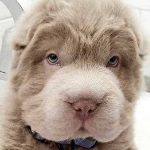 Tonkey Bear meme template - Tonkey Bear