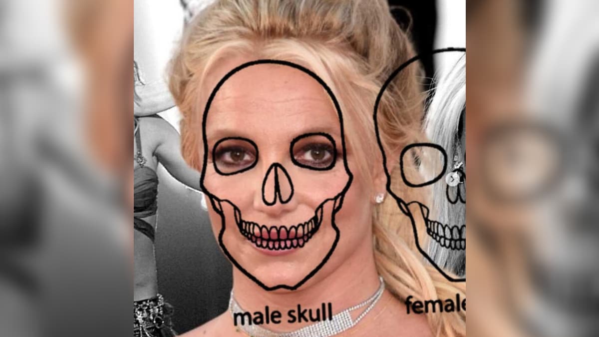 Transvestigation meme template - Transvestigation