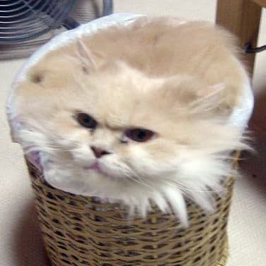 Trashcat Is Not Amused meme template - Trashcat Is Not Amused