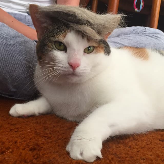 Trump Your Cat meme template - Trump Your Cat