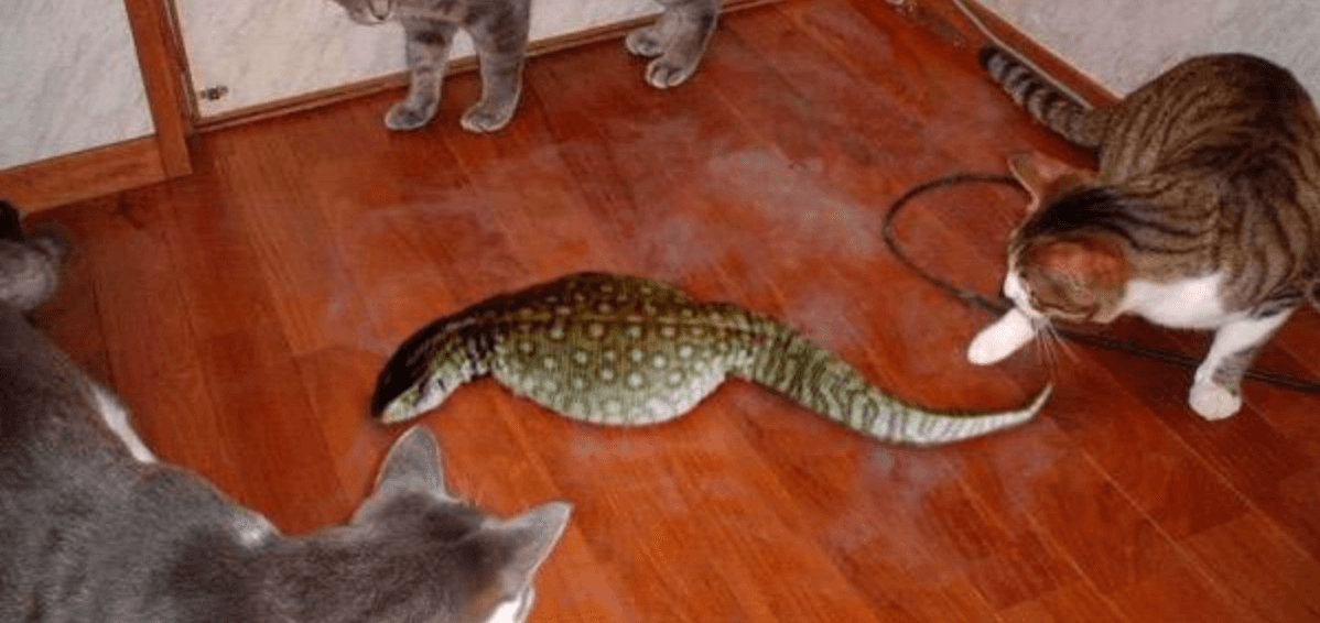 Tsuchinoko Real meme template - Tsuchinoko Real