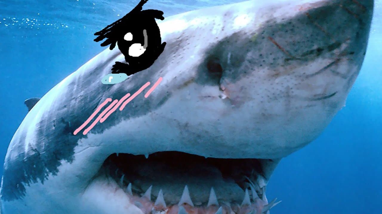 Tsundere Sharks meme template - Tsundere Shark