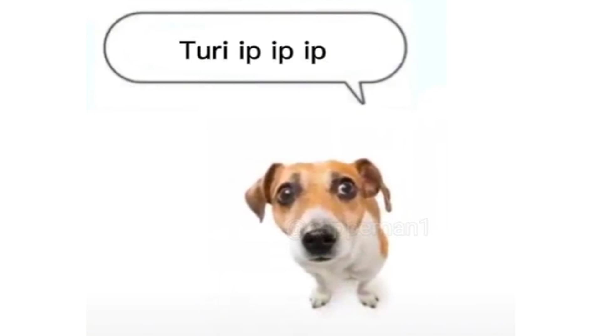 Turi Ip Ip Ip meme template - Turi Ip Ip Ip