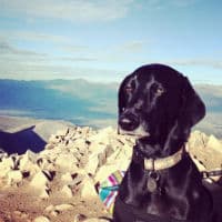 Unimpressed Dog meme template - Unimpressed Dog